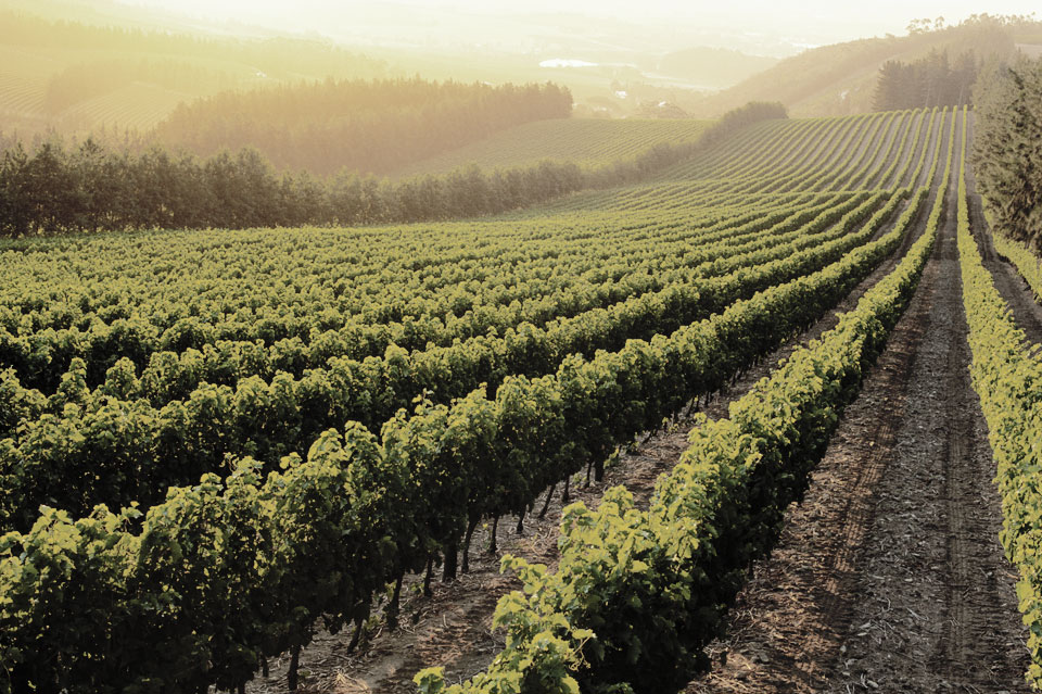 Local solutions wineyards and foresty